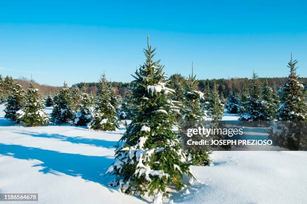 Groves of Christmas trees, Balsam Fir, Fraser Fir, and some Concolors, stand in a snow covered field at the Beverly Tree Farm in Beverly,...