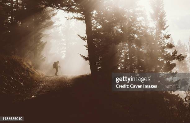 side view of backpacker standing in forest during foggy weather - pacific crest trail fotografías e imágenes de stock