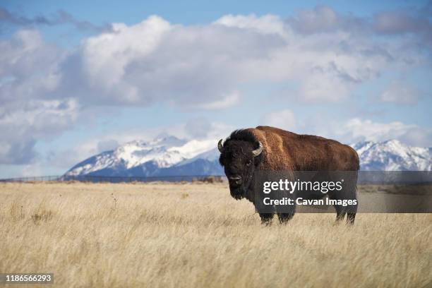 portrait of american bison standing on grassy field against cloudy sky - american bison foto e immagini stock