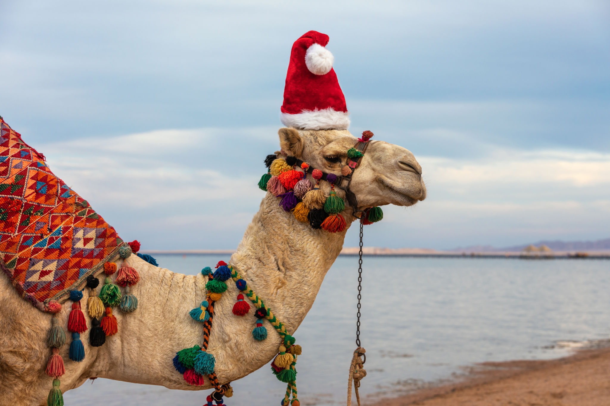egypt winter