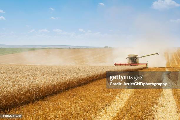 kombinera skörd på fältet - combine harvester bildbanksfoton och bilder