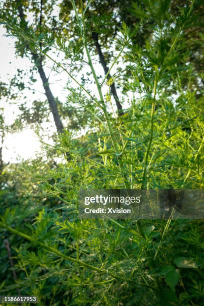 chinese herb plant artemisia annua growing in summer - artemisia stock pictures, royalty-free photos & images