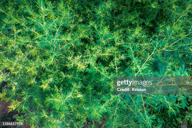 chinese herb plant artemisia annua growing in summer - artemisia stock pictures, royalty-free photos & images