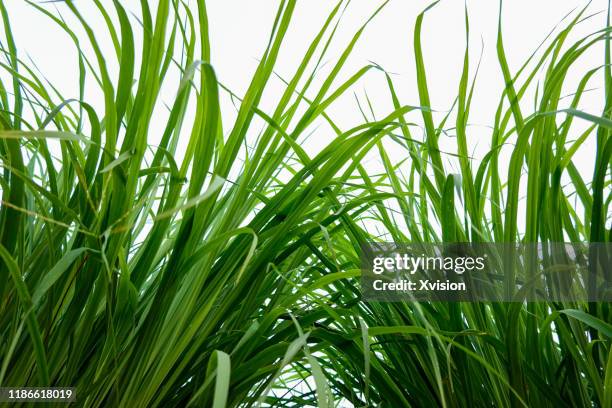 chinese herb plant lemongrass growing in summer - erva cidreira imagens e fotografias de stock