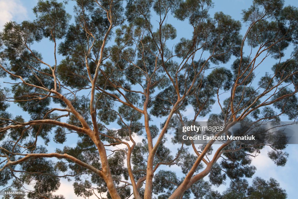 Eucalyptus tree trunk canopy, evening, Australia