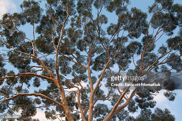 eucalyptus tree trunk canopy, evening, australia - eucalyptus tree - fotografias e filmes do acervo