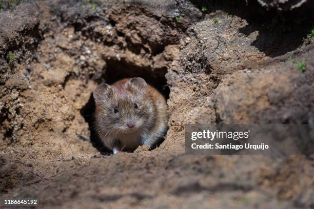 bank vole (myodes glareolus) on its den - volea stock pictures, royalty-free photos & images