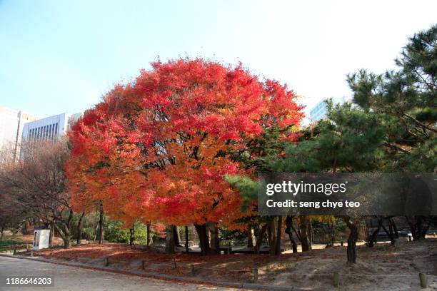 autumn landscape in gangnam - sul bordo - fotografias e filmes do acervo