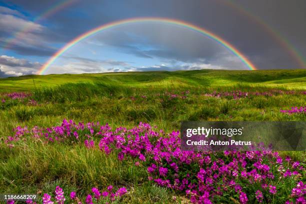 rainbow at sunset over wildflowers. summer landscape - campagne pluie photos et images de collection