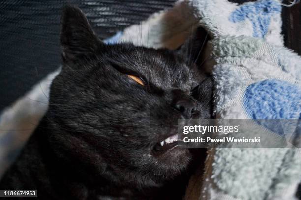 sleeping cat - ugly cat ストックフォトと画像