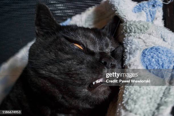 sleeping cat - ugly cat stockfoto's en -beelden