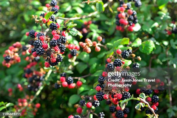 black and red blackberries - bramen stockfoto's en -beelden