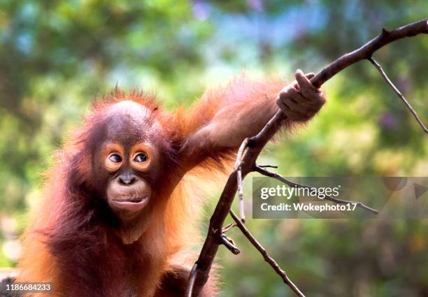 cute of baby orang utan - 婆羅洲島 個照片及圖片檔