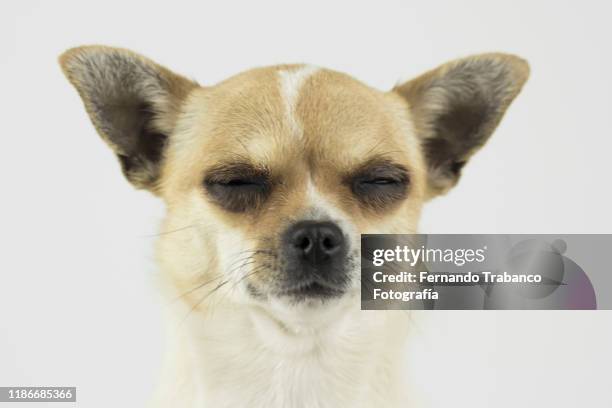 dog sleeping - dog eyes closed stock pictures, royalty-free photos & images