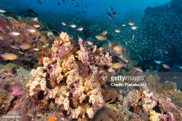 abbondante scuola di pesci cardinale sulla barriera corallina sottomarina - corallo molle foto e immagini stock