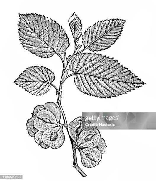 ulmus laevis , variously known as the european white elm, fluttering elm, spreading elm, stately elm and, in the usa, the russian elm - elm tree stock illustrations