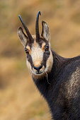 Chamois goat looking at camera, Alps (Rupicapra rupicapra)