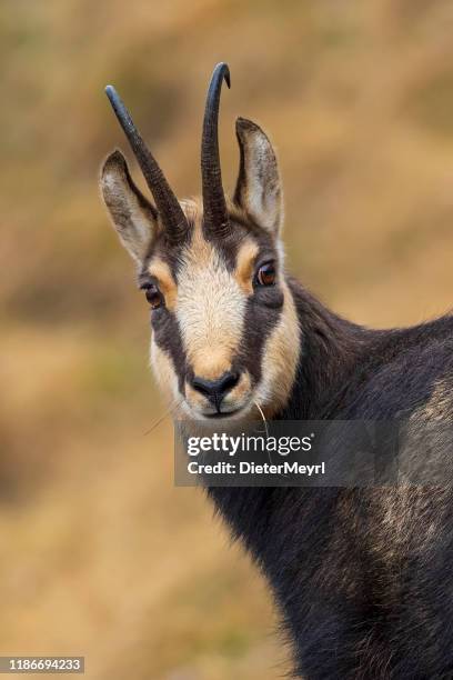chamois goat looking at camera, alps (rupicapra rupicapra) - chamois - animal stock pictures, royalty-free photos & images