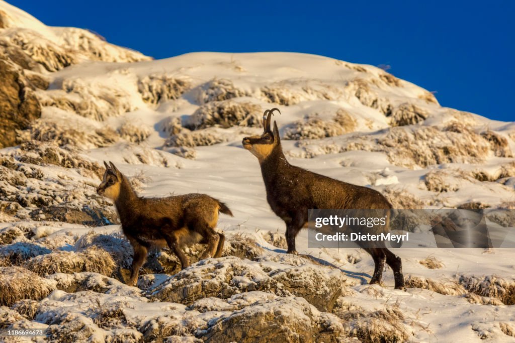 Zwei Gämsen im Winter, Alpen (Rupicapra rupicapra)