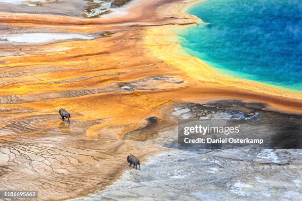 grand prismatic geyser with american bison passing by, yellowstone national park - yellowstone photos et images de collection