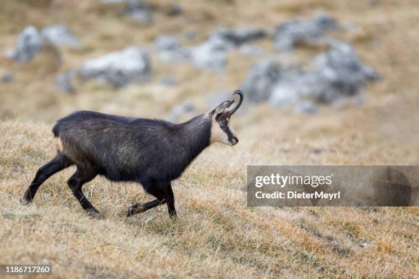 Chamois In Autumn Alps High-Res Stock Photo