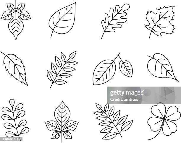 leaves - melia azadirachta stock illustrations