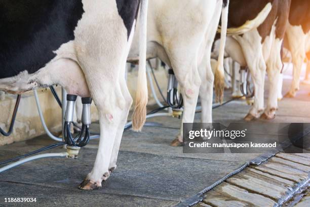 cow attached to milking machine in cowshed - milking farm ストックフォトと画像