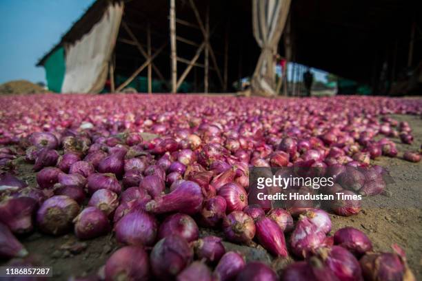 Farmers kept onions in sunlight to avoid further loss as already unseasonal rain damaged onions in the region at Lasalgaon on December 5, 2019 in...