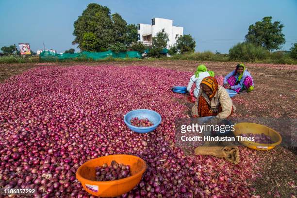 Agricultural labours engaged in grading and separation activities at Onion farm at Lasalgaon on December 5, 2019 in Nashik, India. The prices of...
