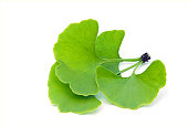 ginkgo leaf isolated