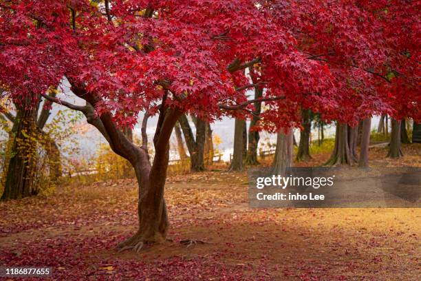 paisaje de otoño - arce rojo fotografías e imágenes de stock