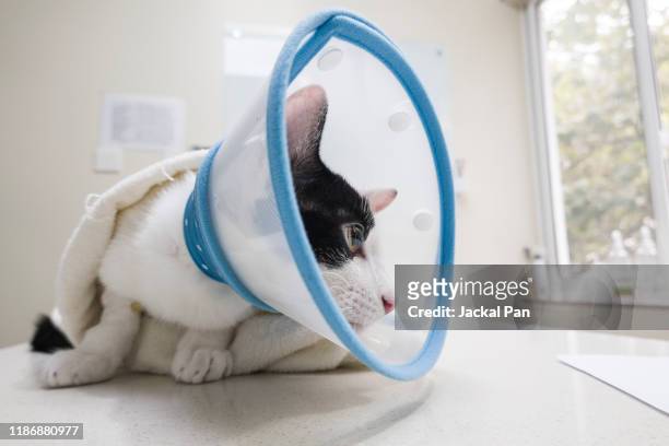 a black and white cat with cone collar - safety cone stock-fotos und bilder