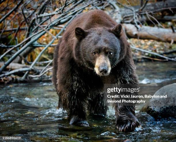 stunning portrait of a black bear looking at camera at taylor creek, s. lake tahoe - california bear stock pictures, royalty-free photos & images