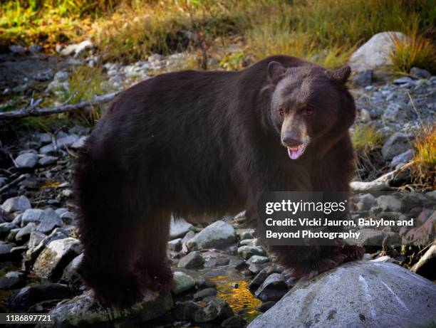 funny close up of black bear posing in taylor creek, s. lake tahoe - california bear stock pictures, royalty-free photos & images