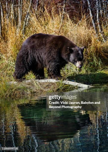 cute black bear and reflection at taylor creek, s. lake tahoe - california bear stock pictures, royalty-free photos & images