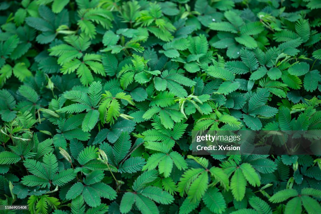 Chinese herb medicine mimosa pudica grow in summer