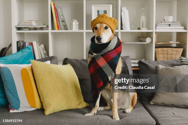 rescue dog sitting on the sofa wearing a scarf and a beanie - winter hat stock pictures, royalty-free photos & images