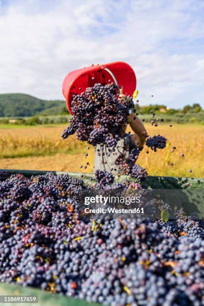 man pouring red grapes on trailer in vineyard - wine harvest stock pictures, royalty-free photos & images