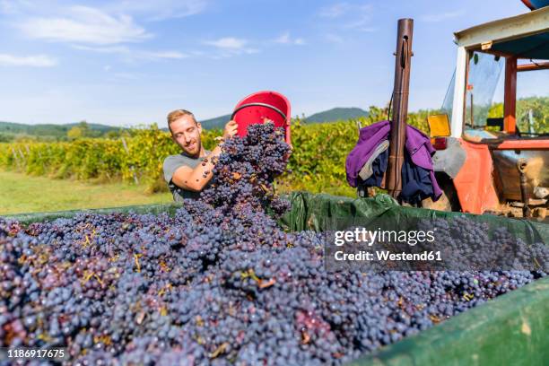 man pouring red grapes on trailer in vineyard - vendimia fotografías e imágenes de stock