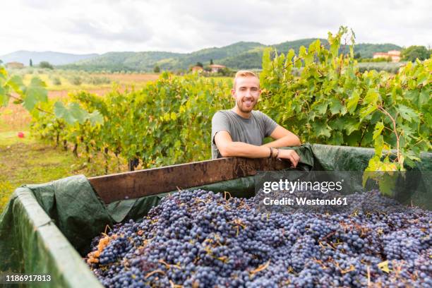 portrait of smiling young man at trailer with harvested grapes in vineyard - wijnbouw stockfoto's en -beelden