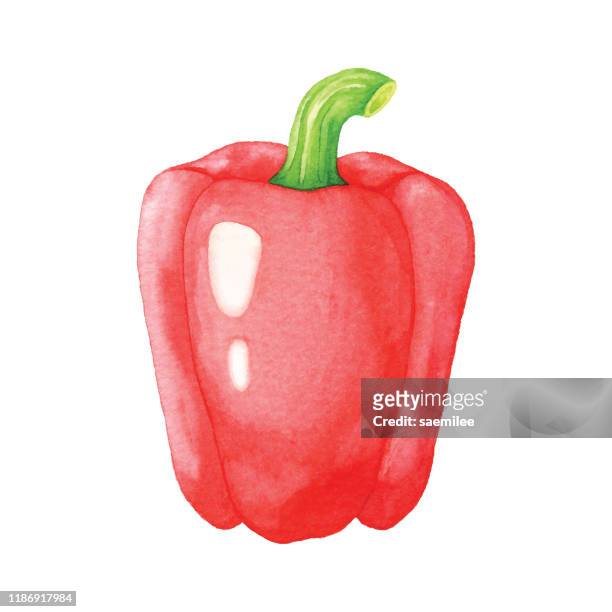 watercolor red bell pepper - paprika stock illustrations