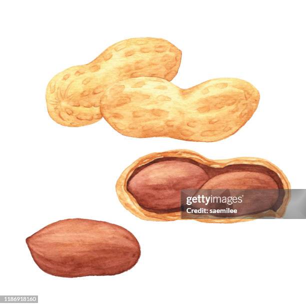 watercolor peanuts - pod stock illustrations