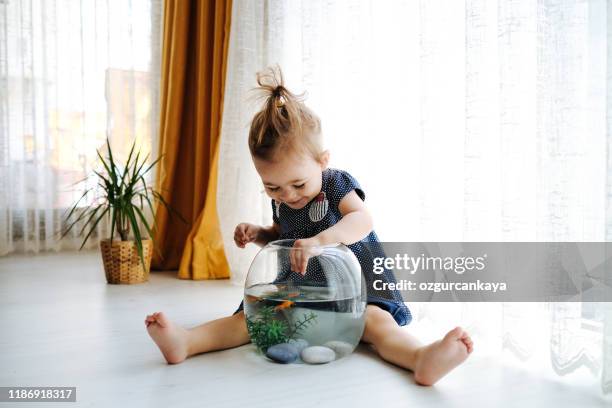 cute child is feeding his goldfish - fish aquarium home stock pictures, royalty-free photos & images