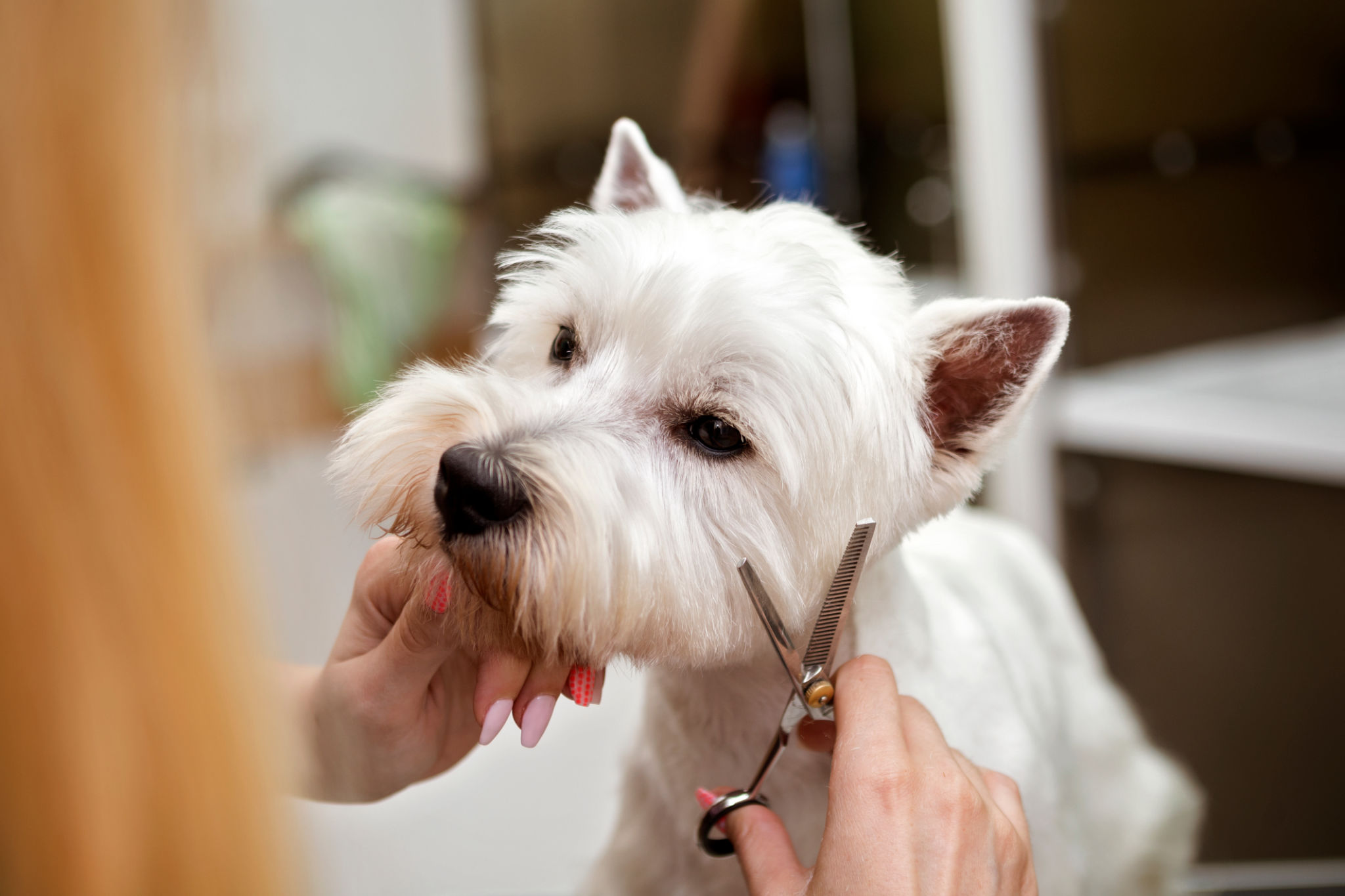 mobile pet grooming