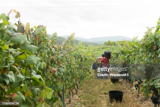 man carrying harvested blue grapes in vineyard - vendimia fotografías e imágenes de stock