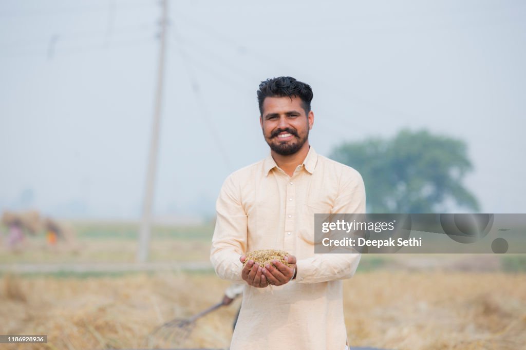 Wheat grains in Man hand stock photo