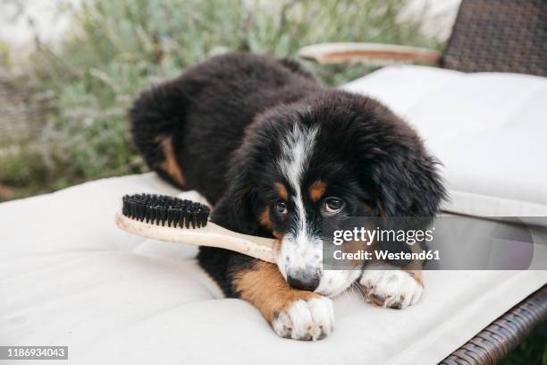 bernese mountain dog in the garden - bernese mountain dog stock pictures, royalty-free photos & images