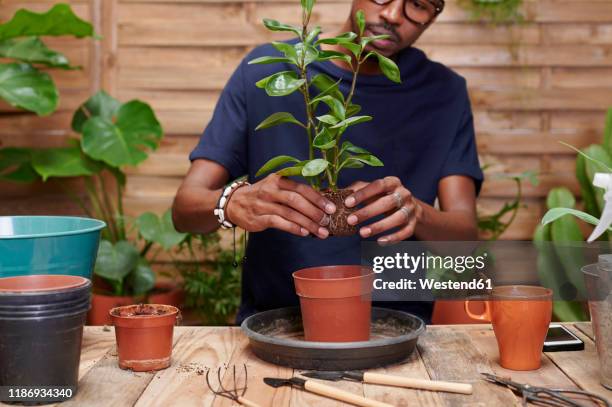 young man repotting a plant on his terrace - green fingers - fotografias e filmes do acervo
