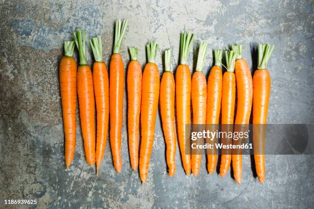 row of carrots - diet carrot stock-fotos und bilder