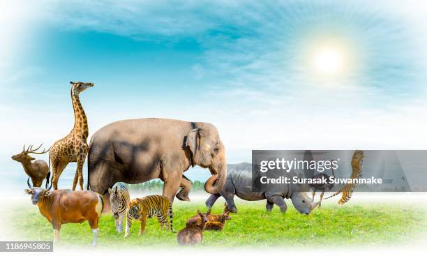 3,601 Animated Zoo Animals Photos and Premium High Res Pictures - Getty Images 3,601 Animated Zoo Animals Photos and Premium High Res Pictures - Getty Images